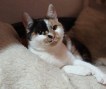 Piki (2)